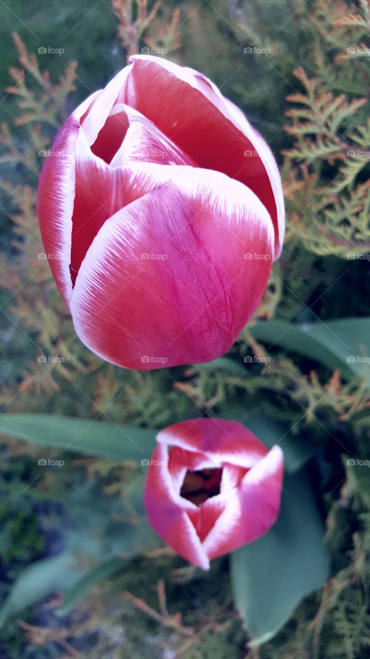 #tulpan
