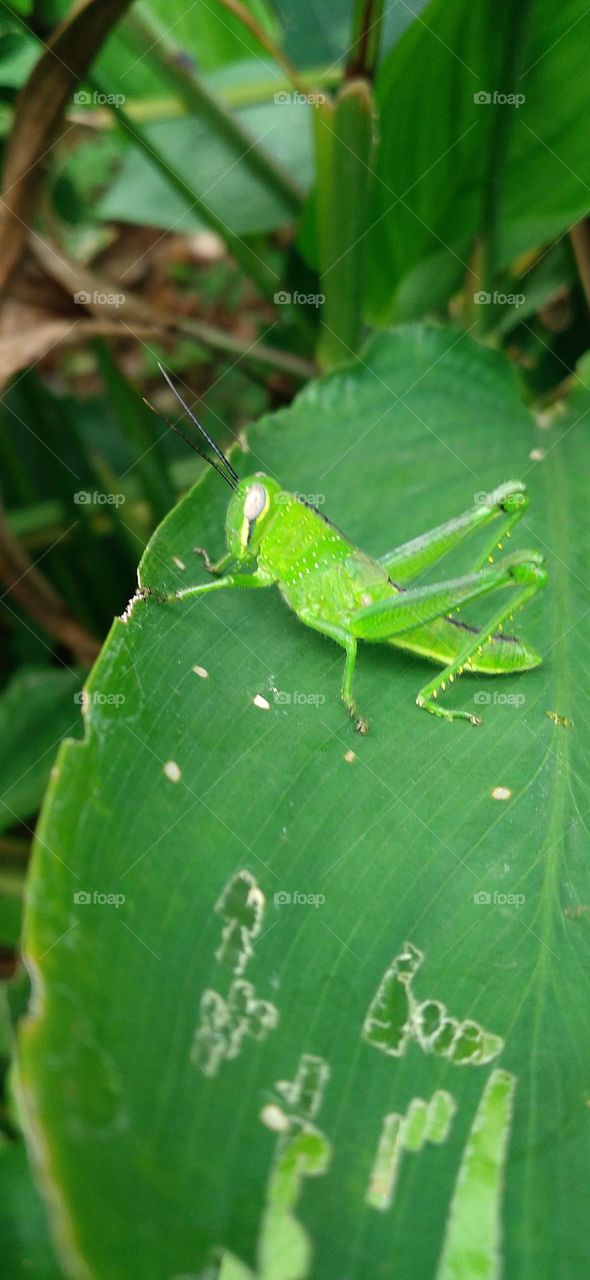 The green grasshopper perched on the leaf may be looking for food