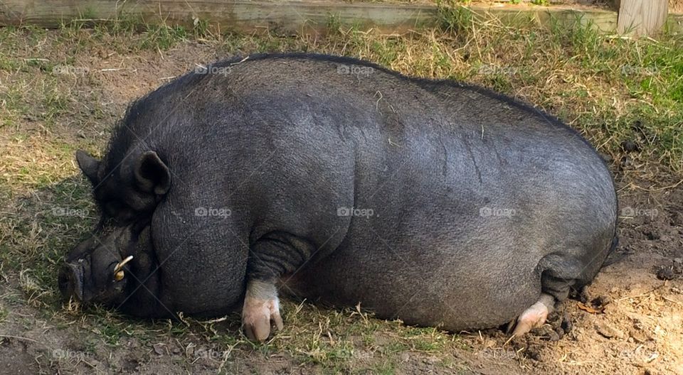 Pot belly pig napping 