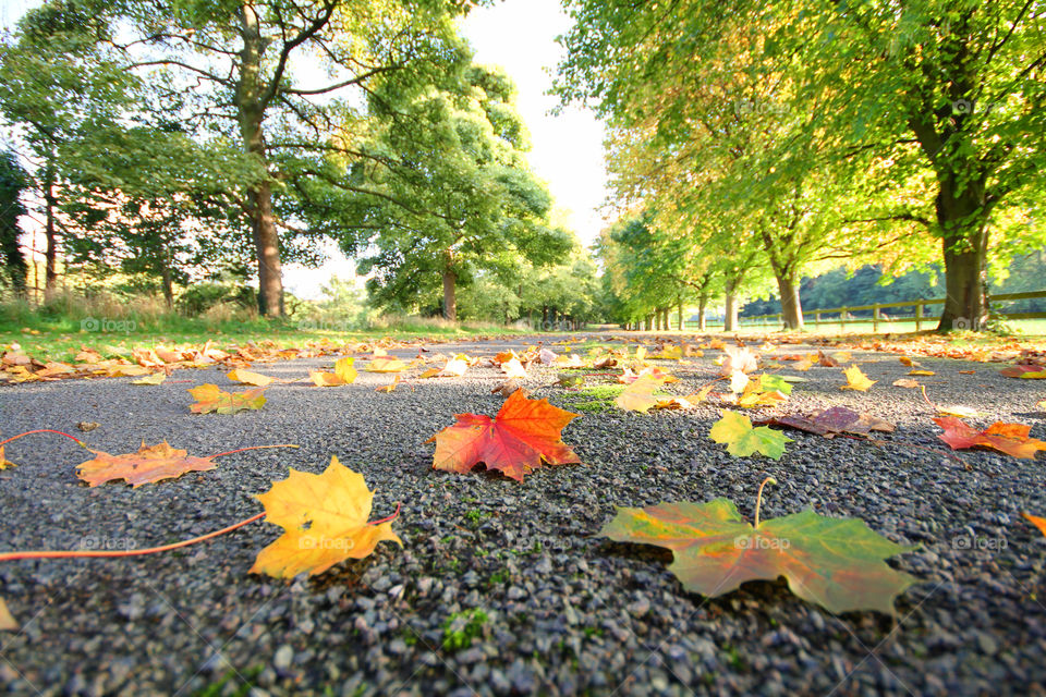 Fallen Leaves. A leaf littered English lane in Autumn.