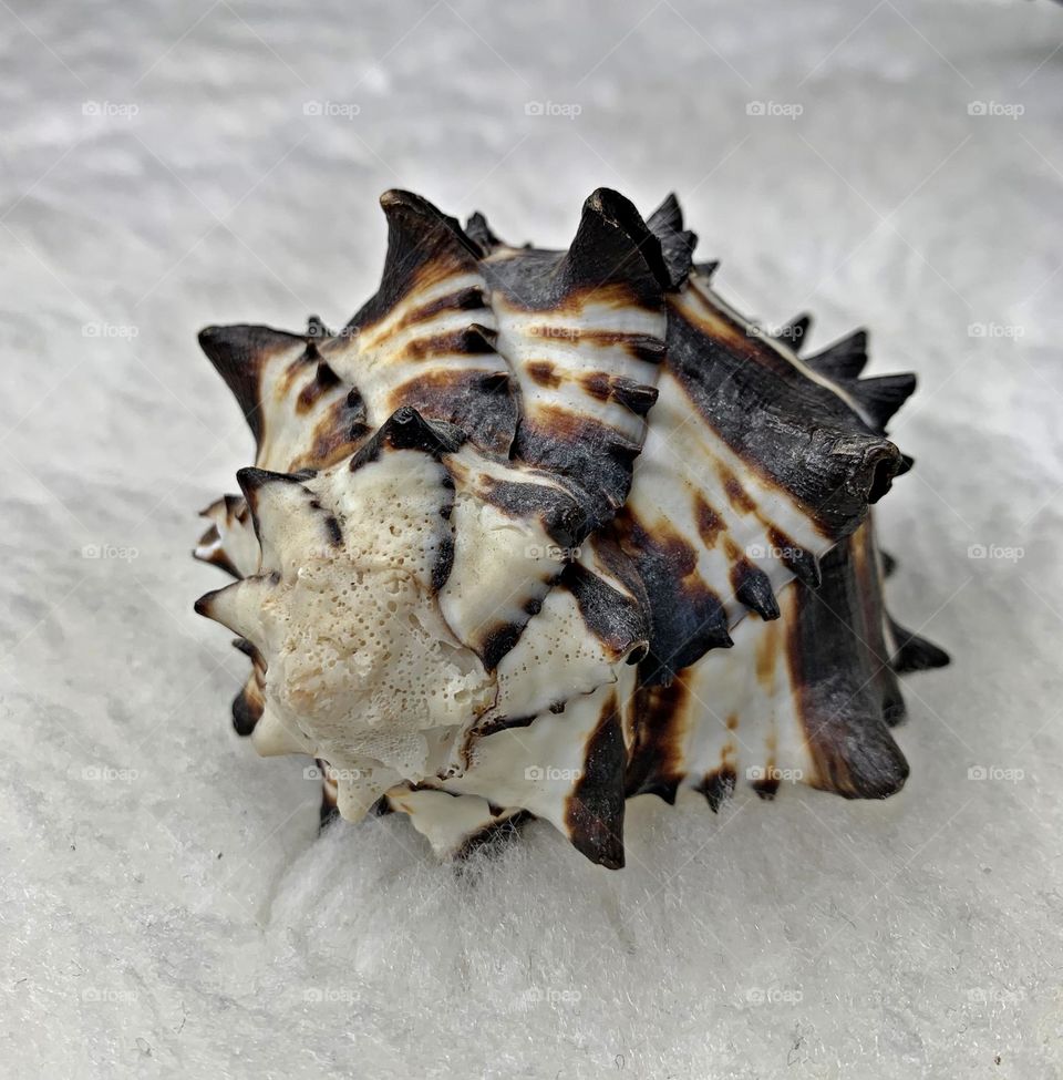 Conch Shell -        A conch is a sea snail in the phylum Mollusca. A conch shell has superior strength and is used as musical instrument or decoration Conch meat is harvested and consumed by people in Caribbean countries.