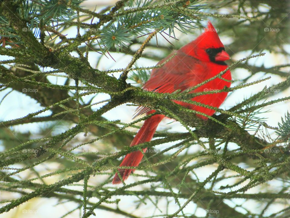 Cardinal in a spruce