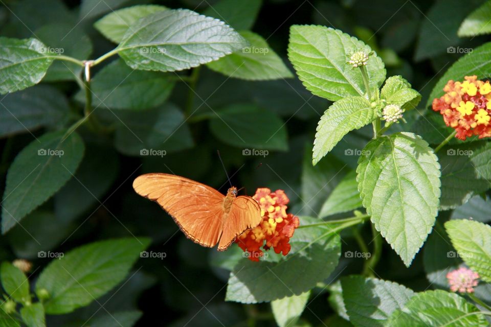 Orange moth in green foliage of lantana flowers closeup 