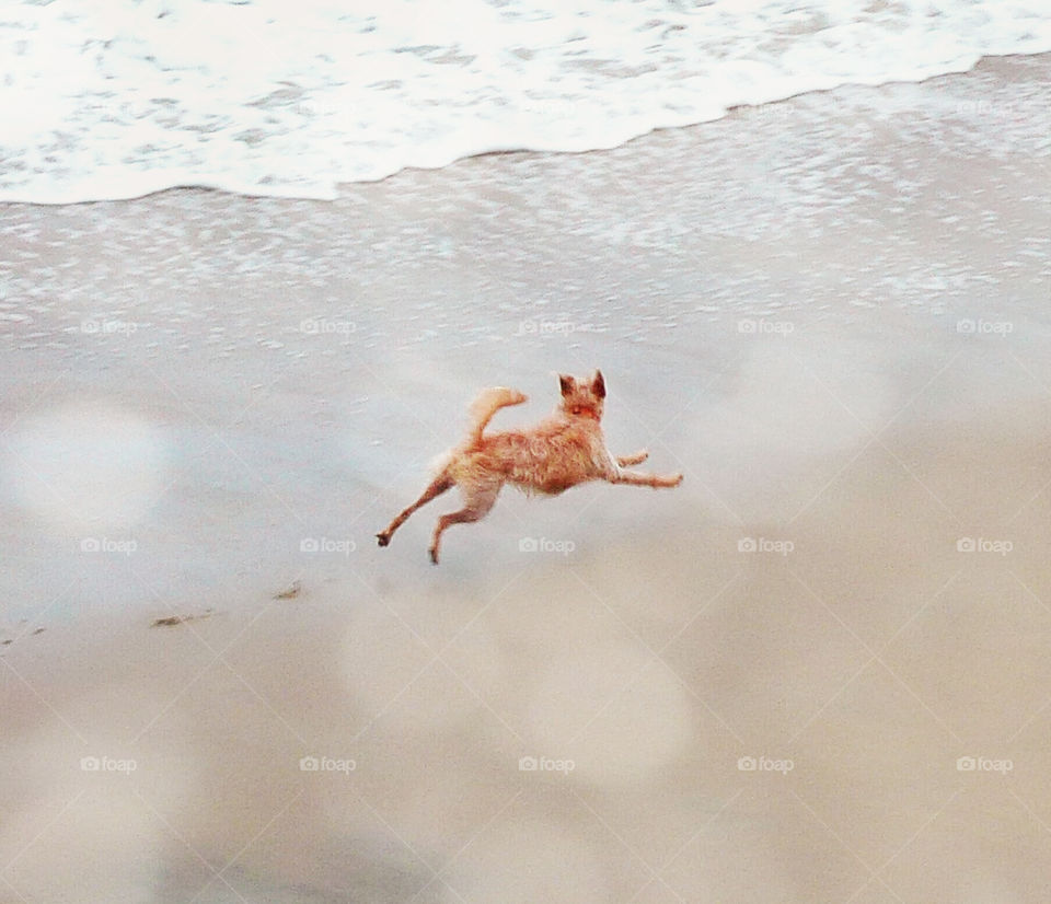 The cutest pet dog in the world