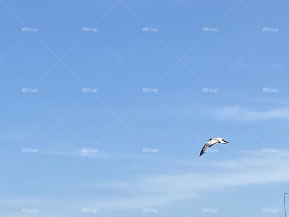 Up, up and away - a Seagull flies through the blue sky. 
