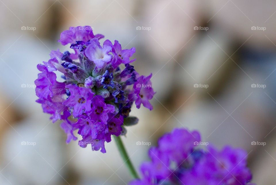 Perfect Imperfections - lavender blossoms