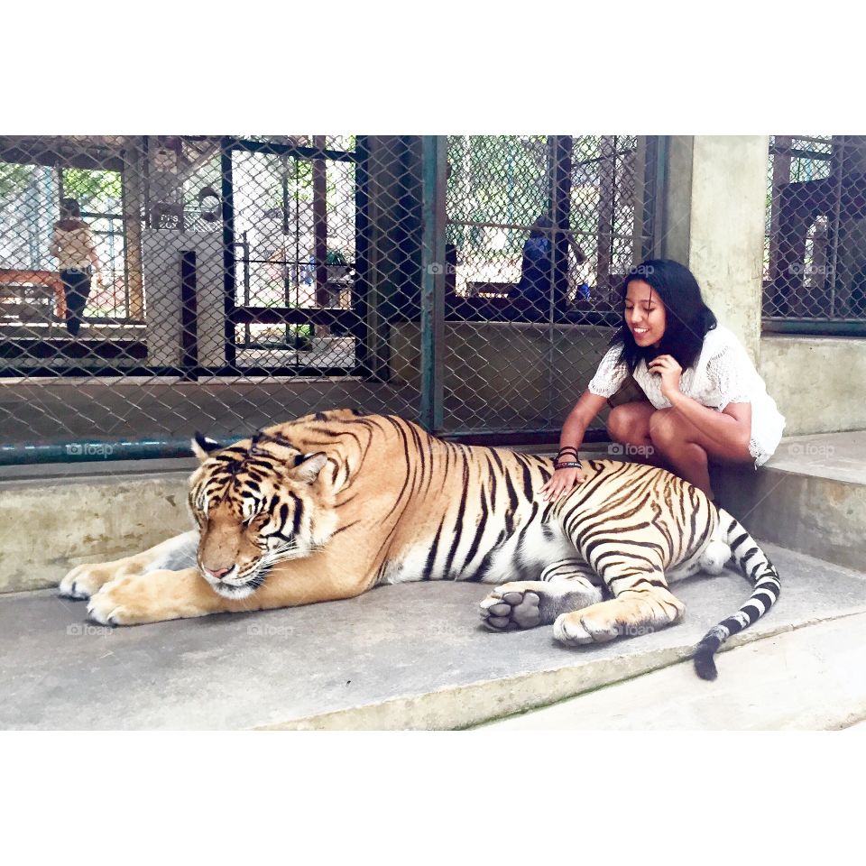 Woman touching tiger in the zoo