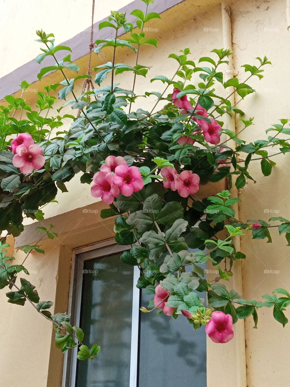 beautiful morning glory flowers🌸🌺🌻🌹🌷🌼💐