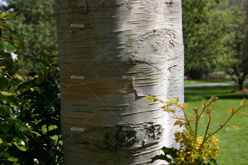 Silvery birch tree study. Silvery birch tree, closeup study