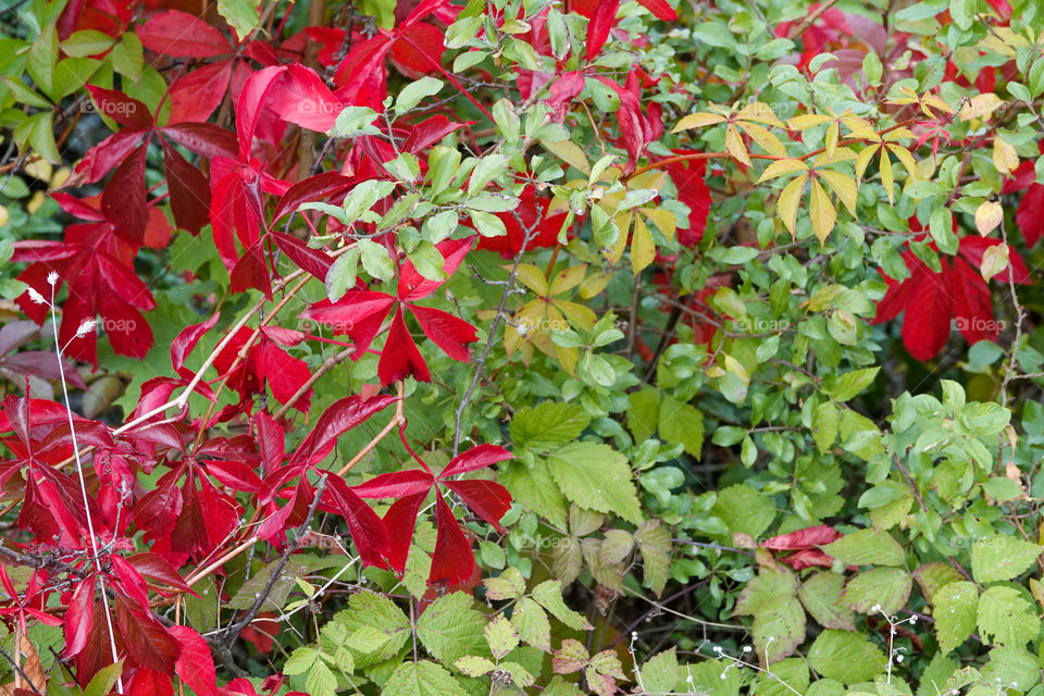 Red Virginia creeper in mixture of other plants.