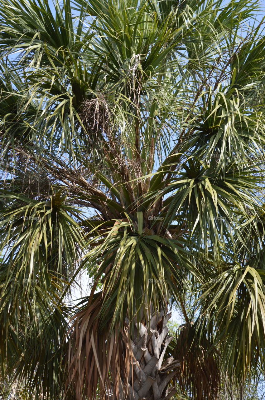 palm
