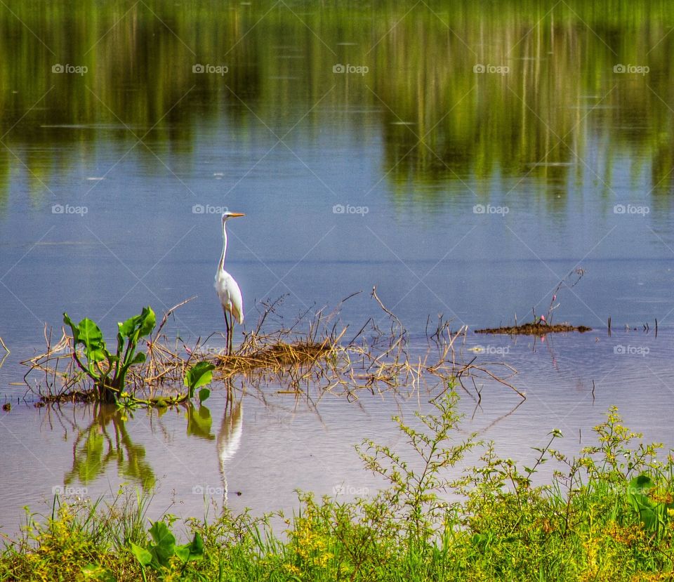 bird watch