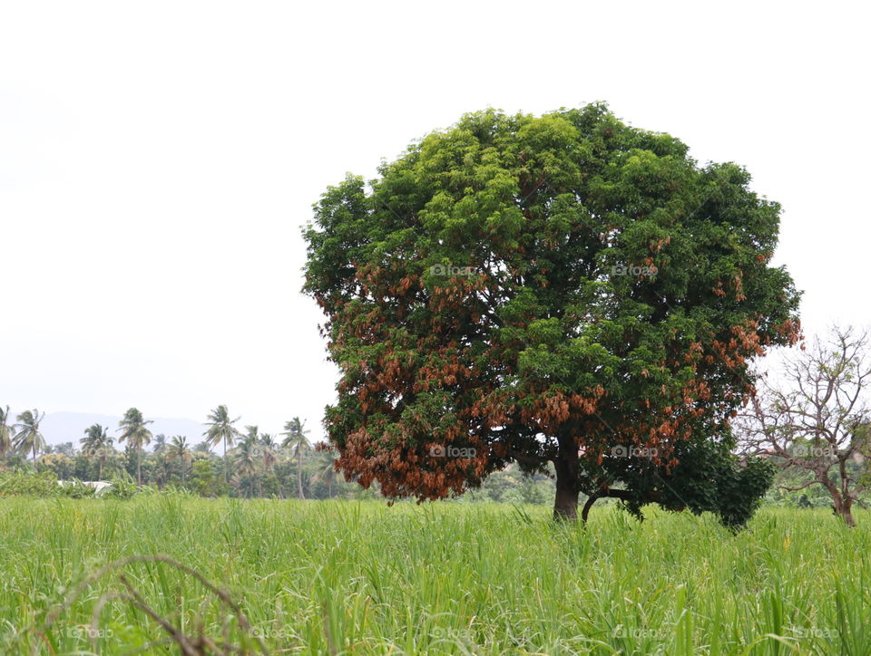 green huge tree lush field