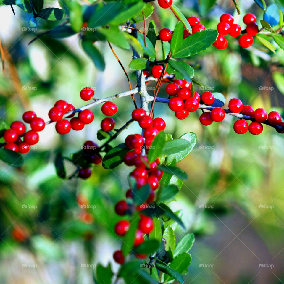 Close-up of red berries