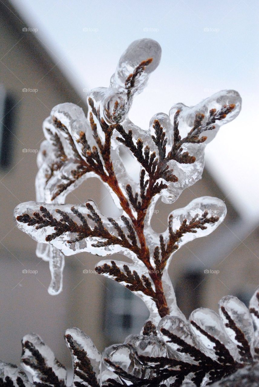Ice Branch