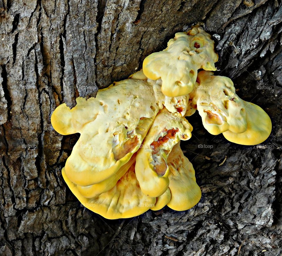 The glorious Mother Nature - Foraging Chicken Mushrooms