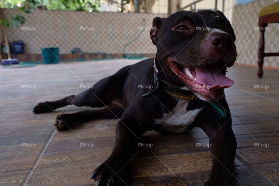 perro de raza pitbull color marrón que muestra la lengua en señal de cansancio