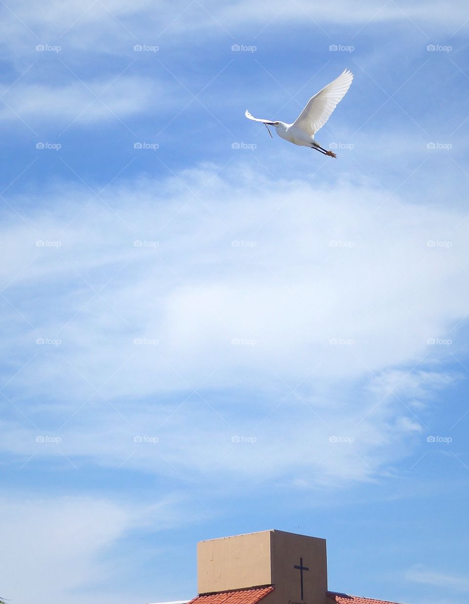 Egret over church 