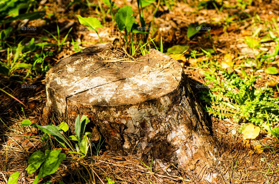 stump