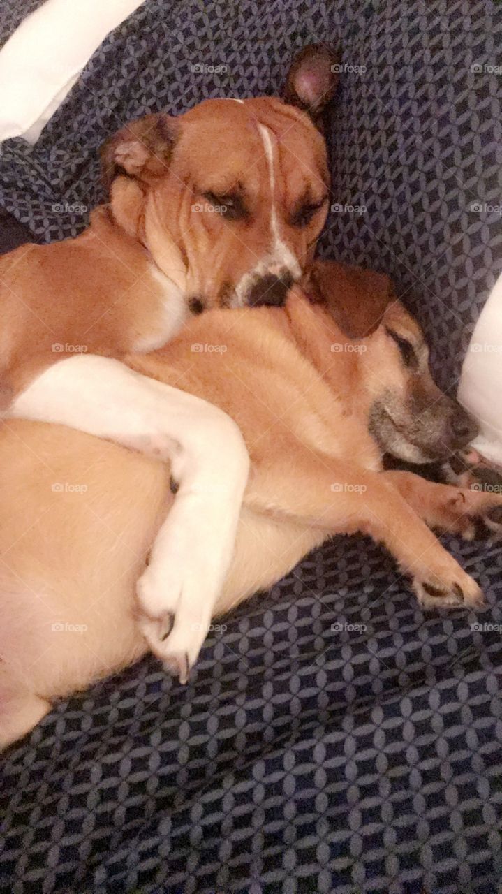 Dogs cuddling