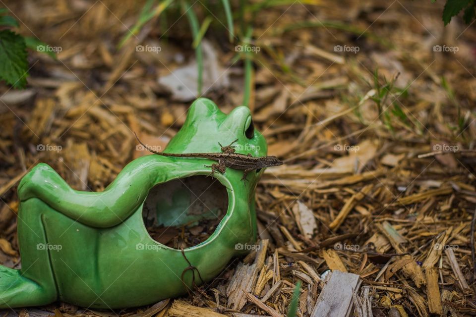 Lizard on a frog