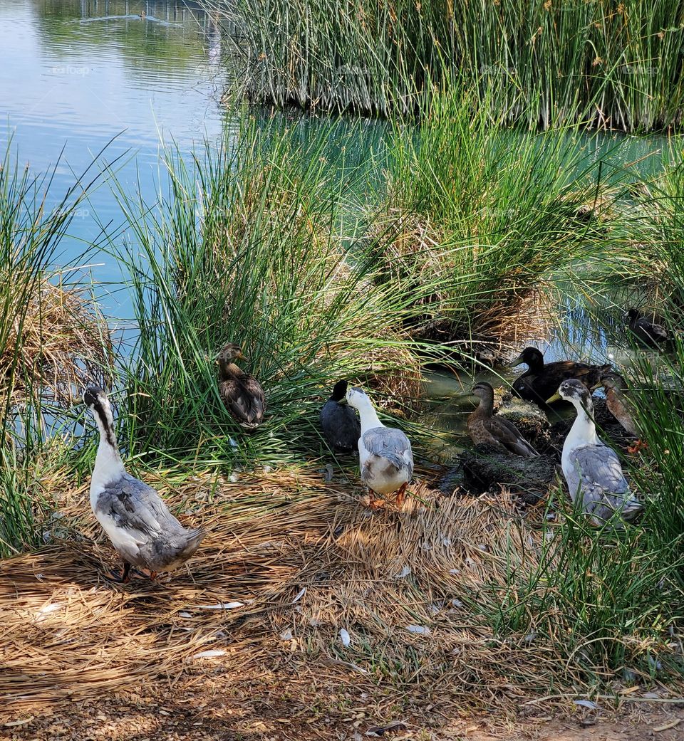 Ducks in the Reeds