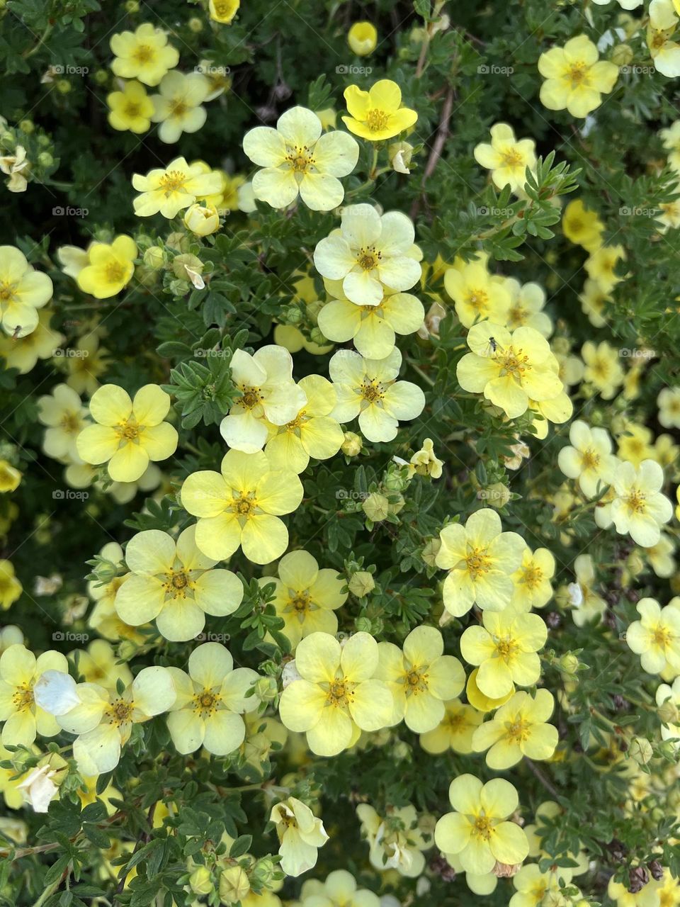 Shrubby cinquefoil