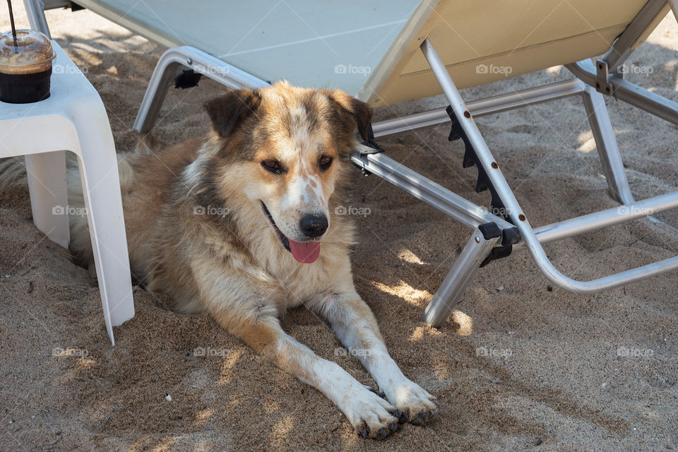 A dog resting in the shade under the beach umbrella