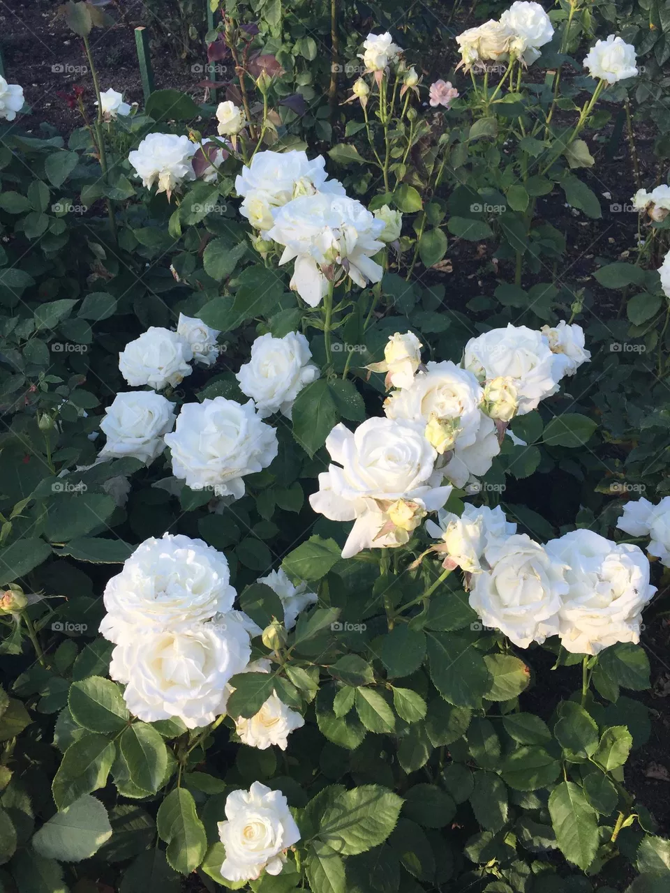 Blossom white roses