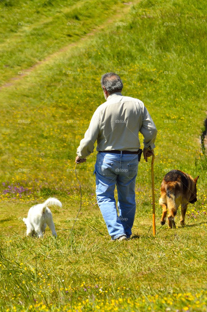 Man walking with two dogs in a green field.