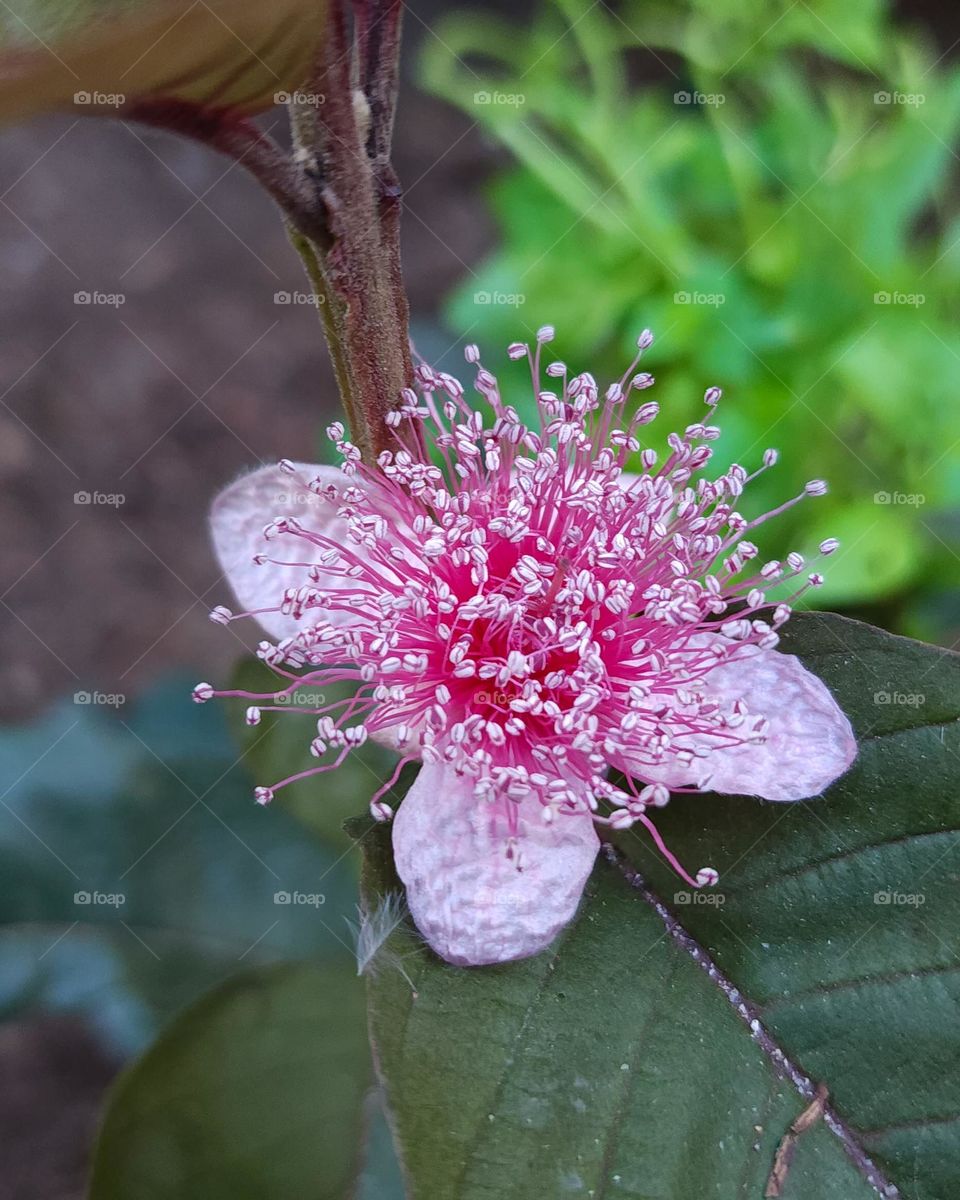 the simplicity of the araçá flower