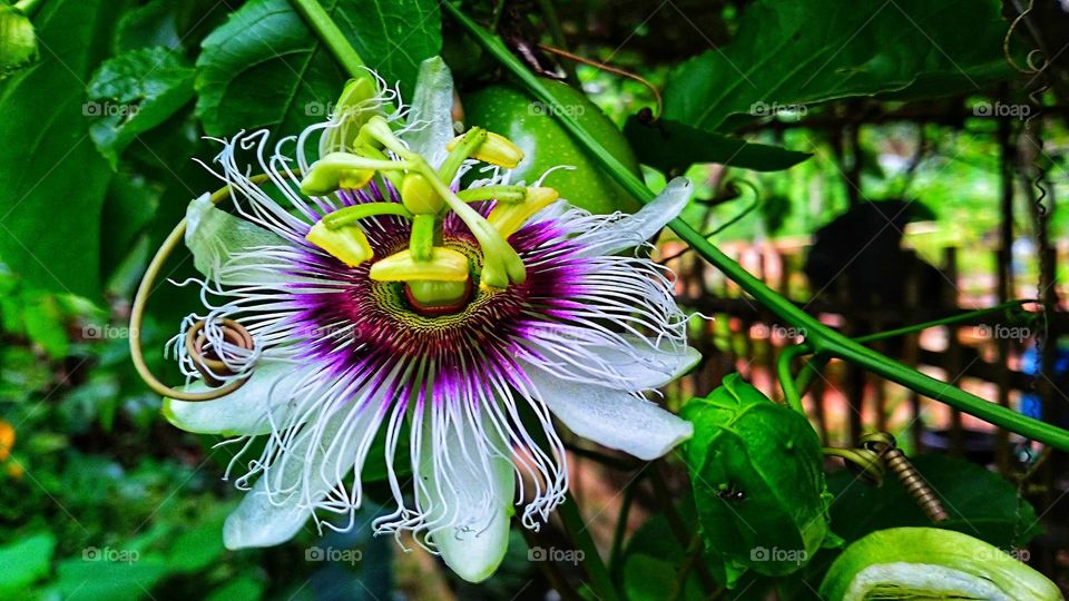 Passion flower in bloom in the garden