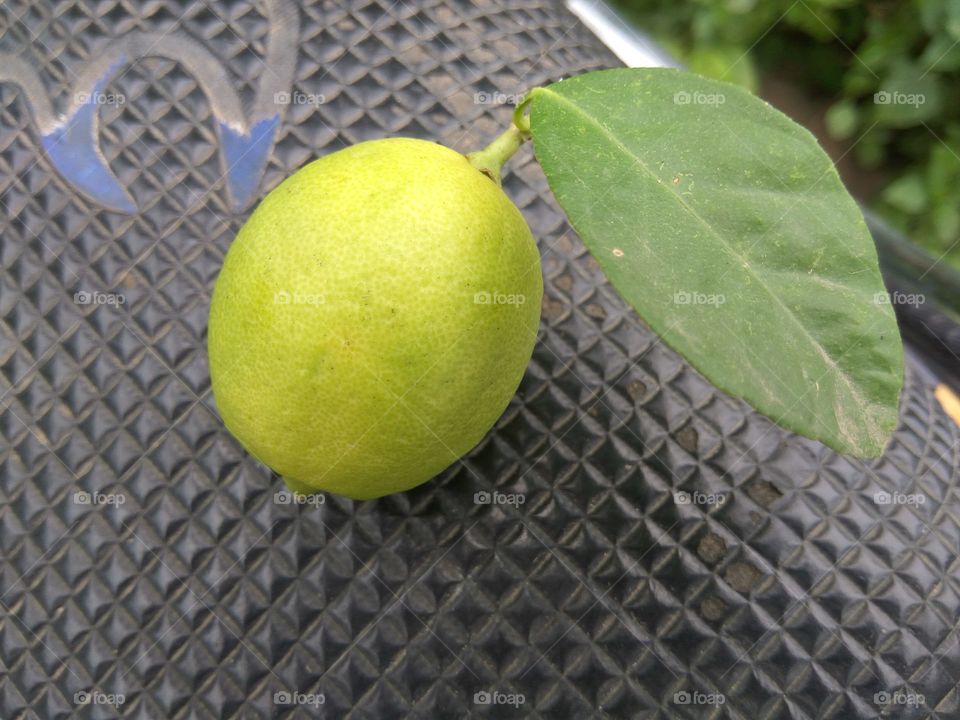 Lemon fruit with leaf