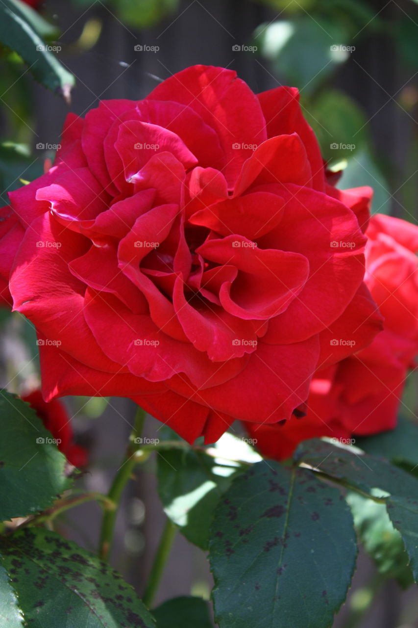 Red Rose 