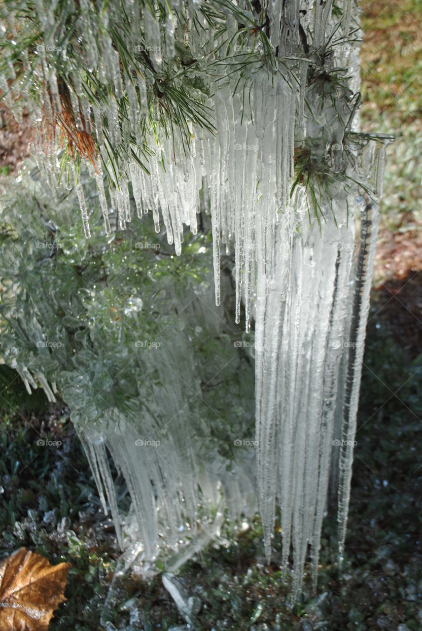 Icicles hanging on plant