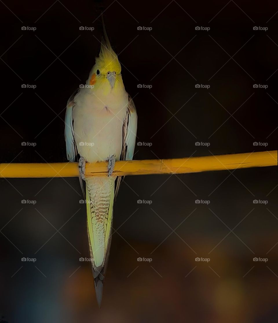 beautiful yellow parrot ready for a photo.🦜