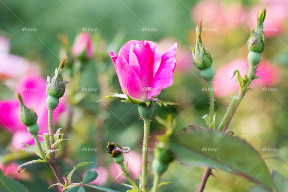 Pretty pink bud with bokeh background.