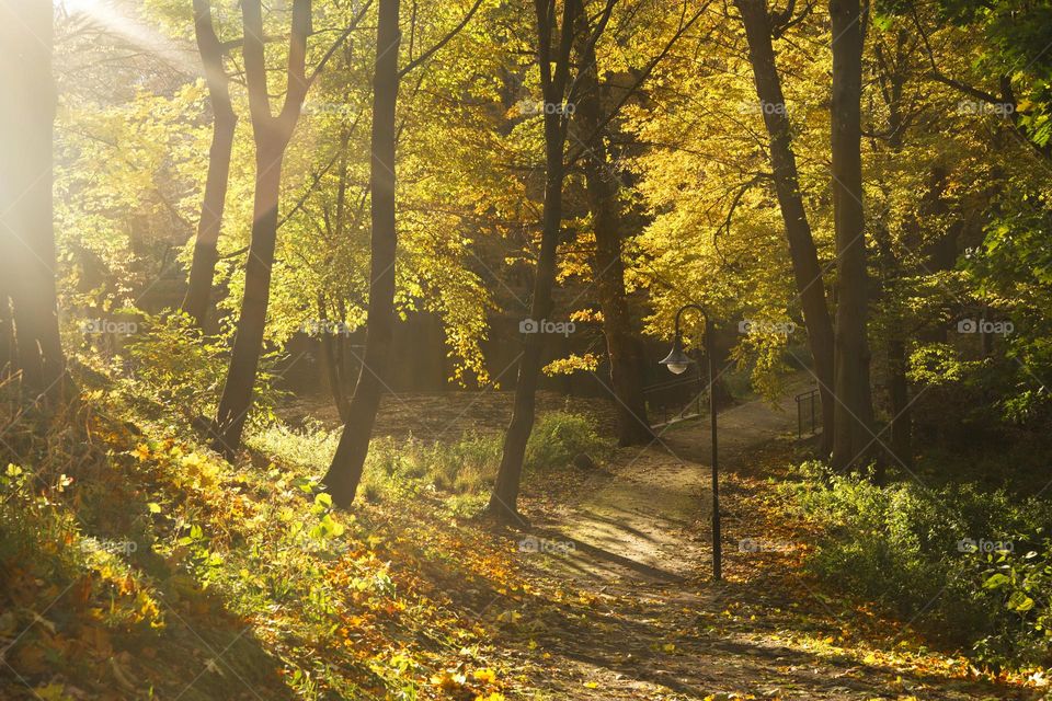 Sunny autumn park