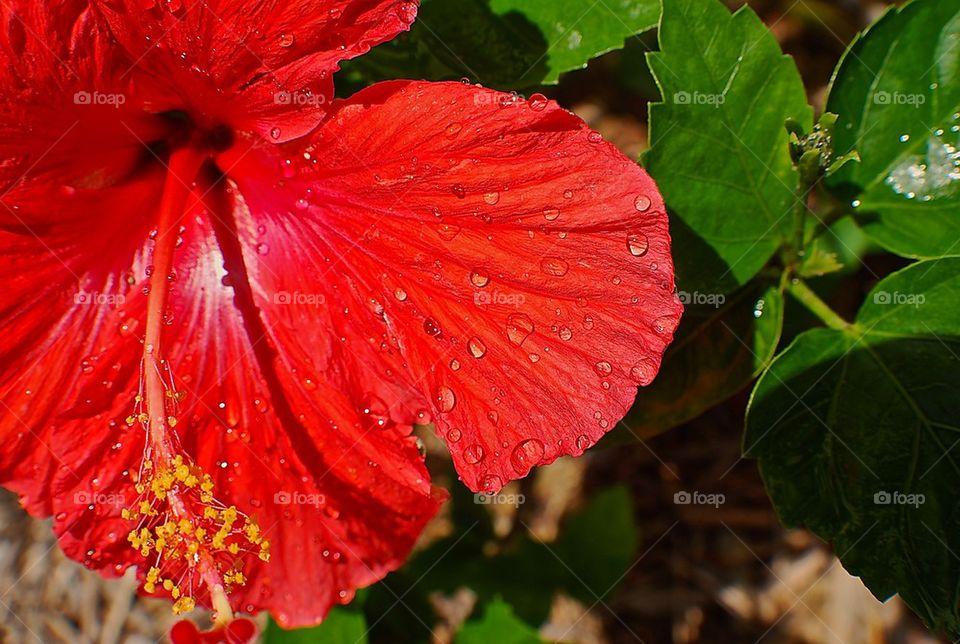Hibiscus