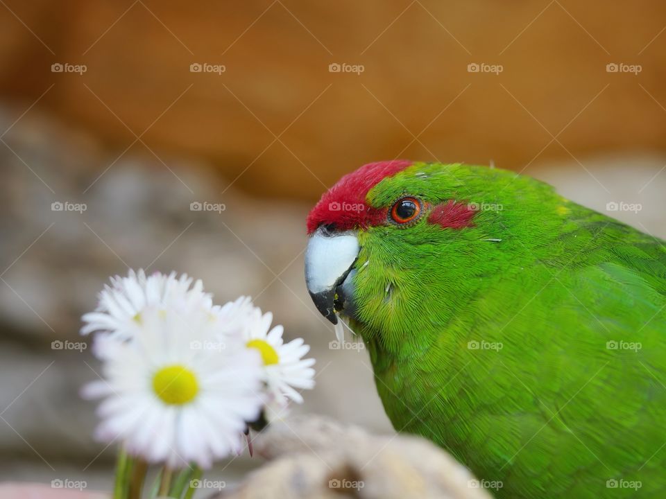 Close up of kakariki parakeet feeding daisy flowers