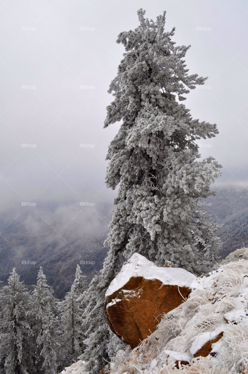 grammos greece winter mountain tree by jimmykane