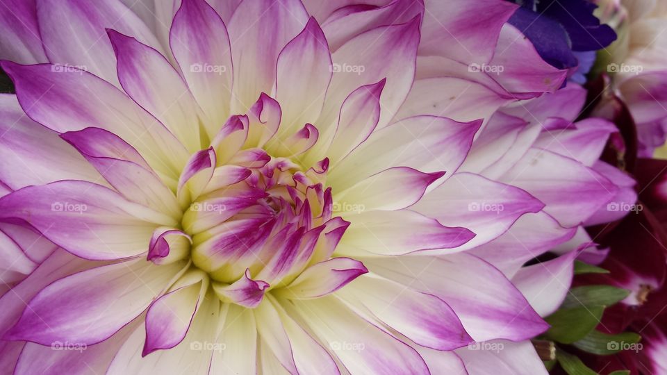 purple edged Dahlia. just a stunning color combination.
