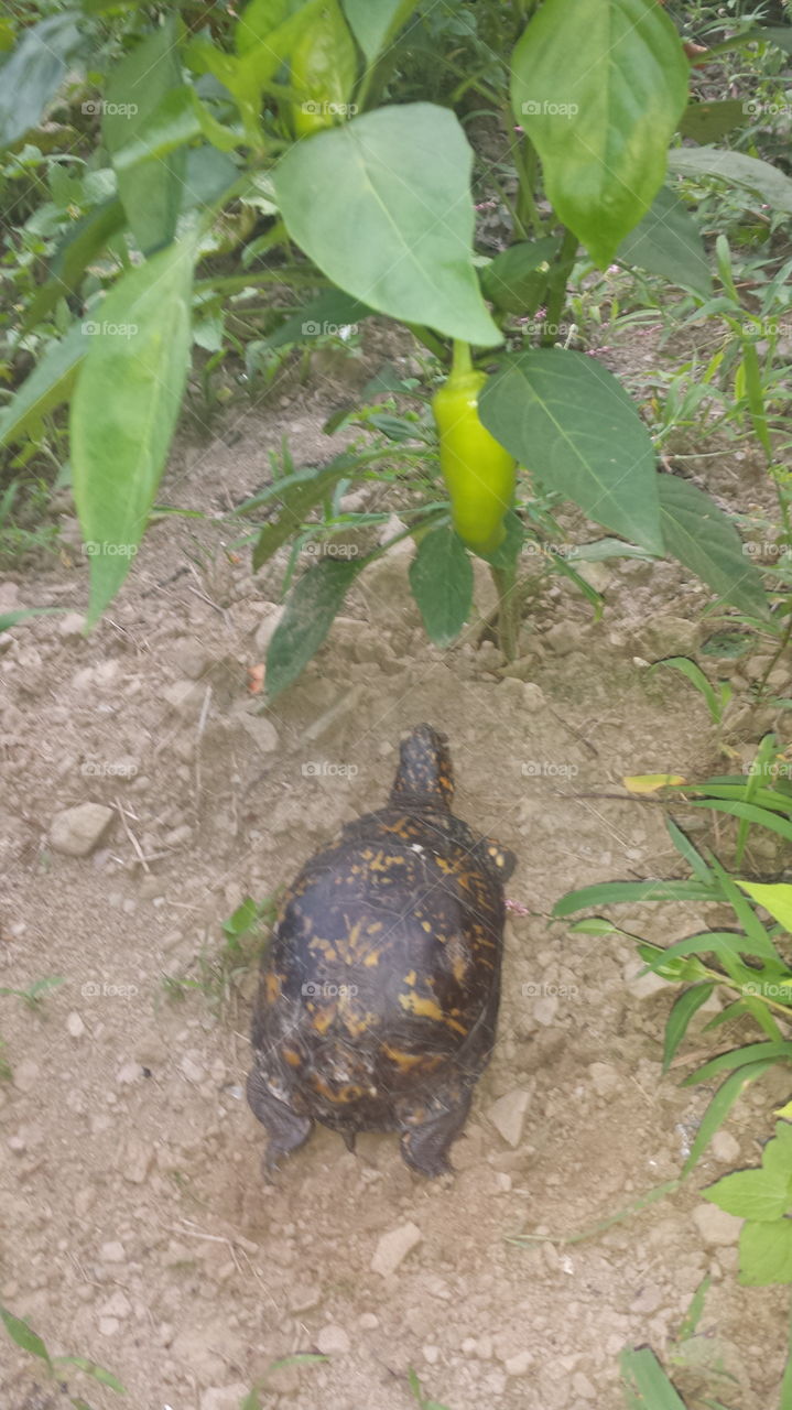 Turtle v/s hot banana peppers