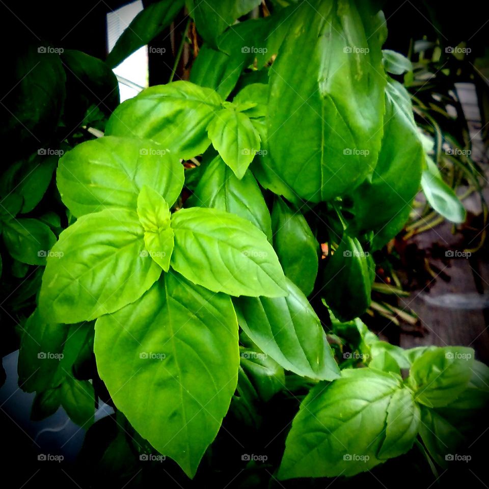 Fresh Basil - Basil Plant
