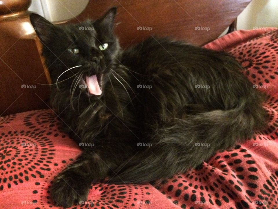 Silly yawning sleepy cat