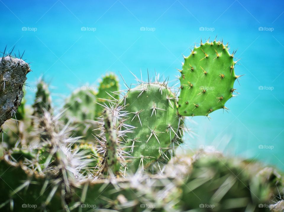Cactus at the beach