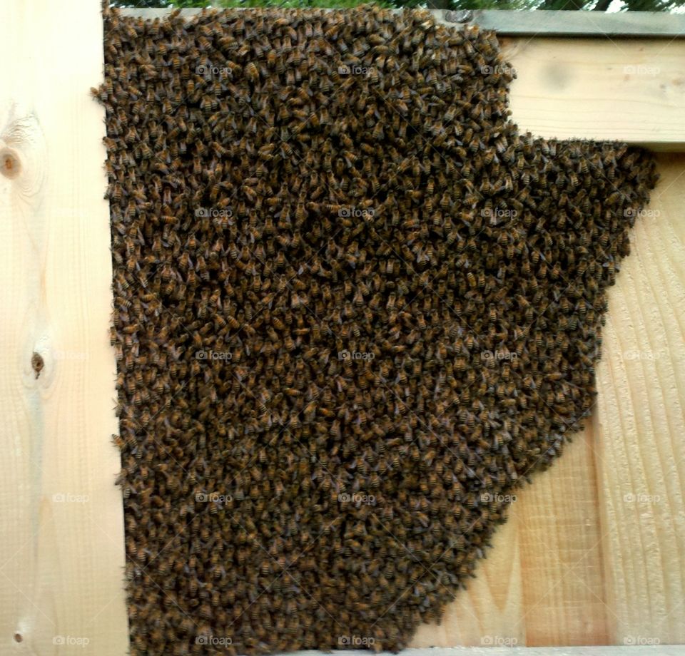 Honeybees overnighting on the back yard fence. Almost in the shape of the state of Michigan.