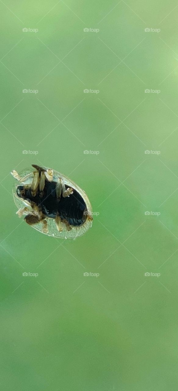 Little beetle guest outside the window