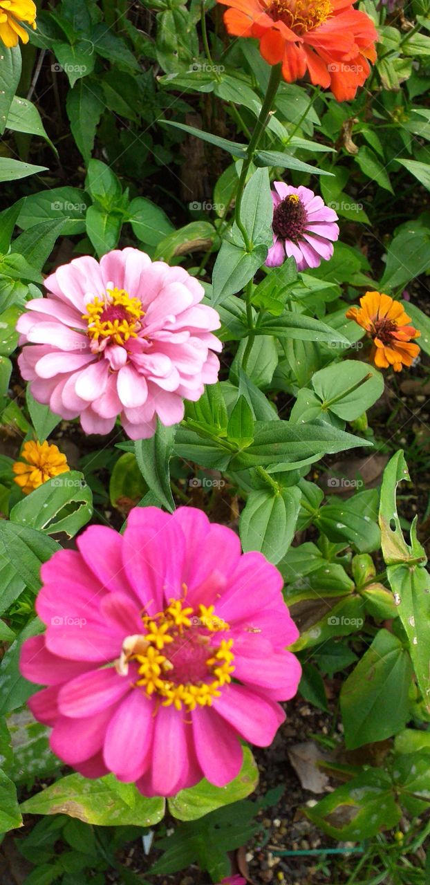 brigth colors in small forms