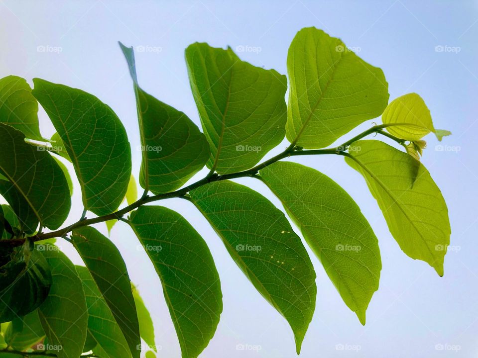 Green leaves 